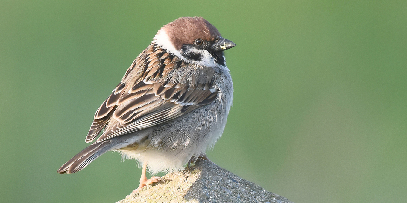 Moineau friquet © Nicolas Auger