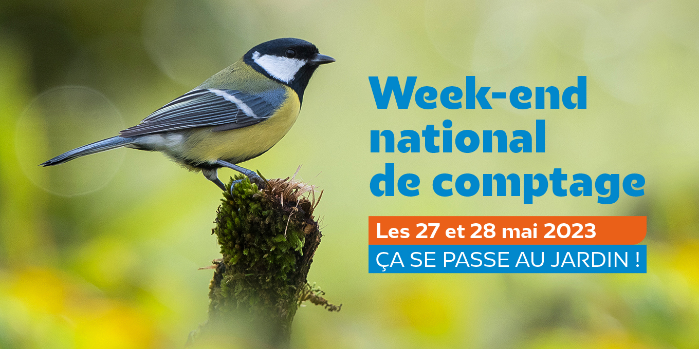 Les 27 et 28 mai 2023, c’est le Comptage national des oiseaux des jardins