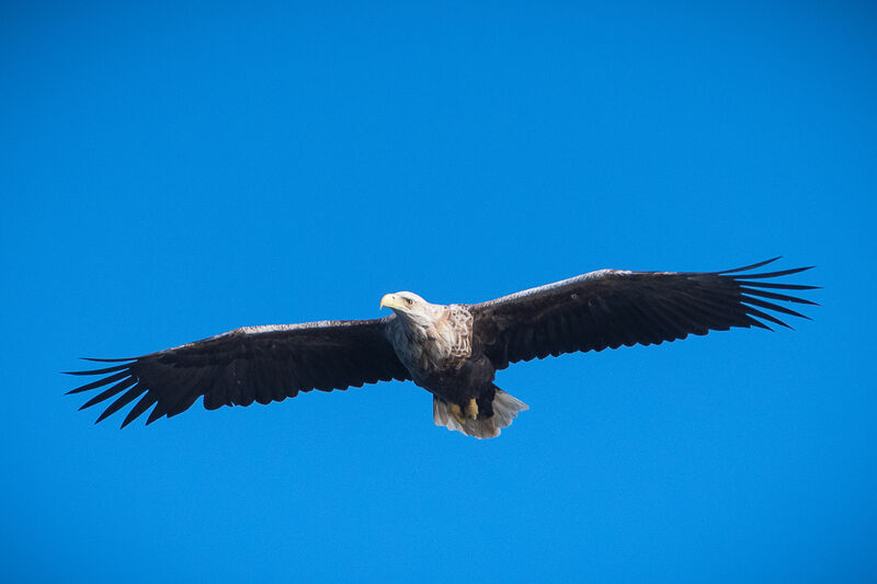 Lourde condamnation pour le tueur de l’aigle le plus rare de France