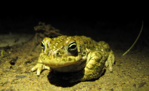 Le groupe Jeunes à la recherche d'amphibiens !