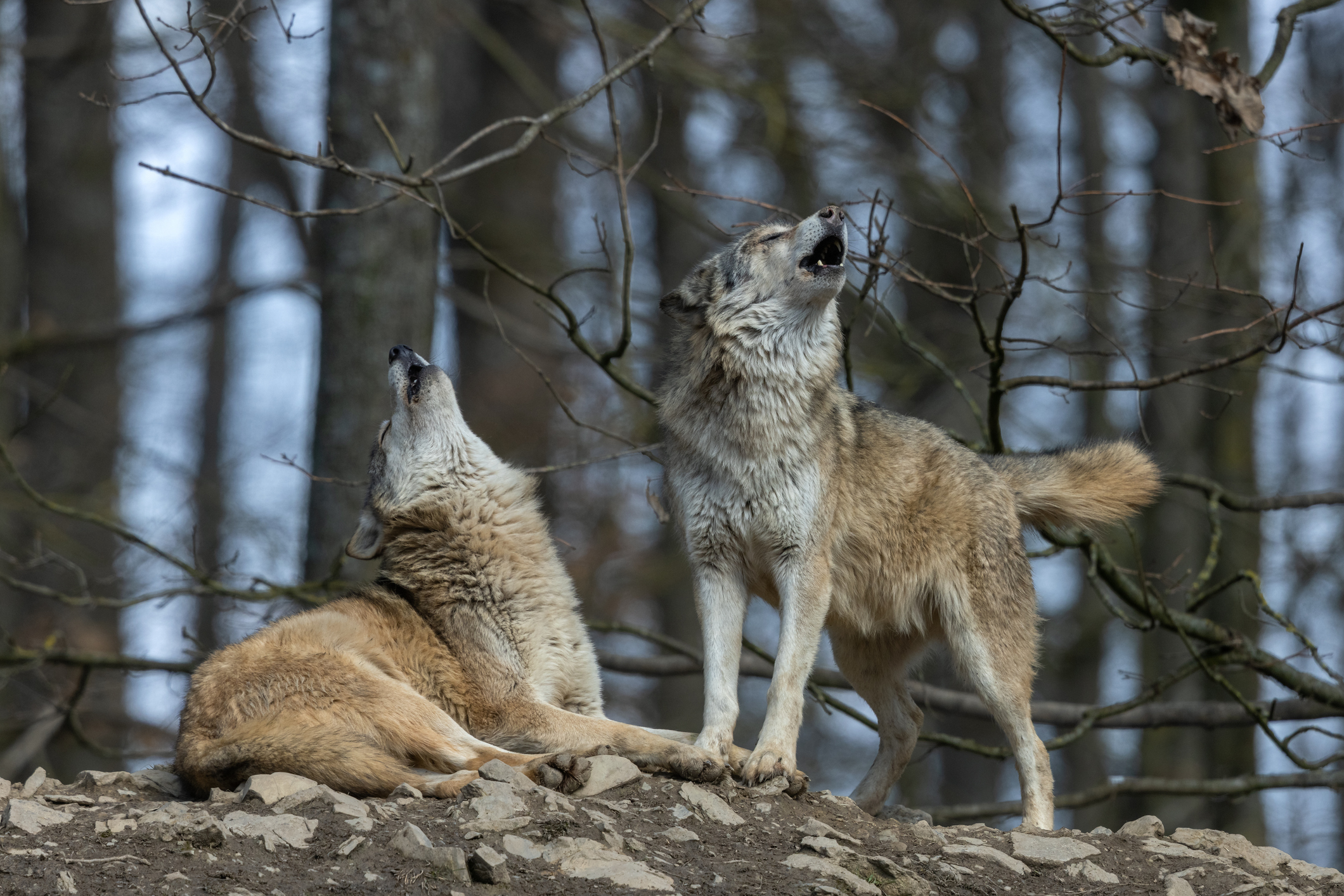 Les mauvais résultats d'une gestion "politique" du loup