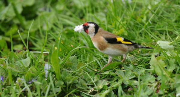 Comptage des oiseaux des jardins