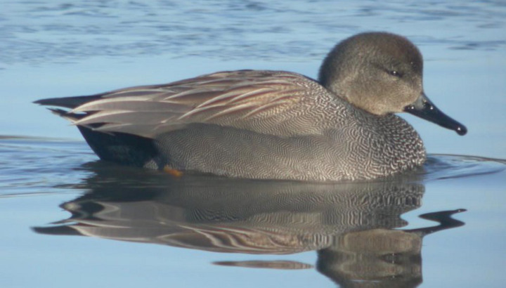 Canard chipeau