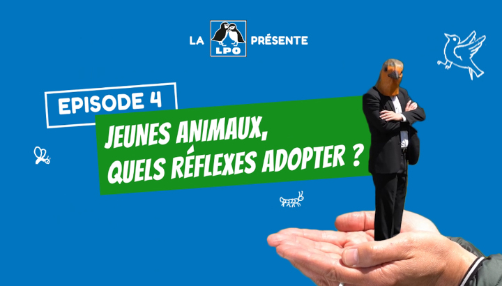 Jeunes animaux, quels réflexes adopter ?