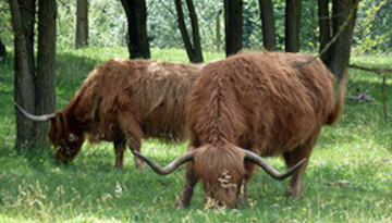 Des bisons ou des buffles le long du Rhin ?