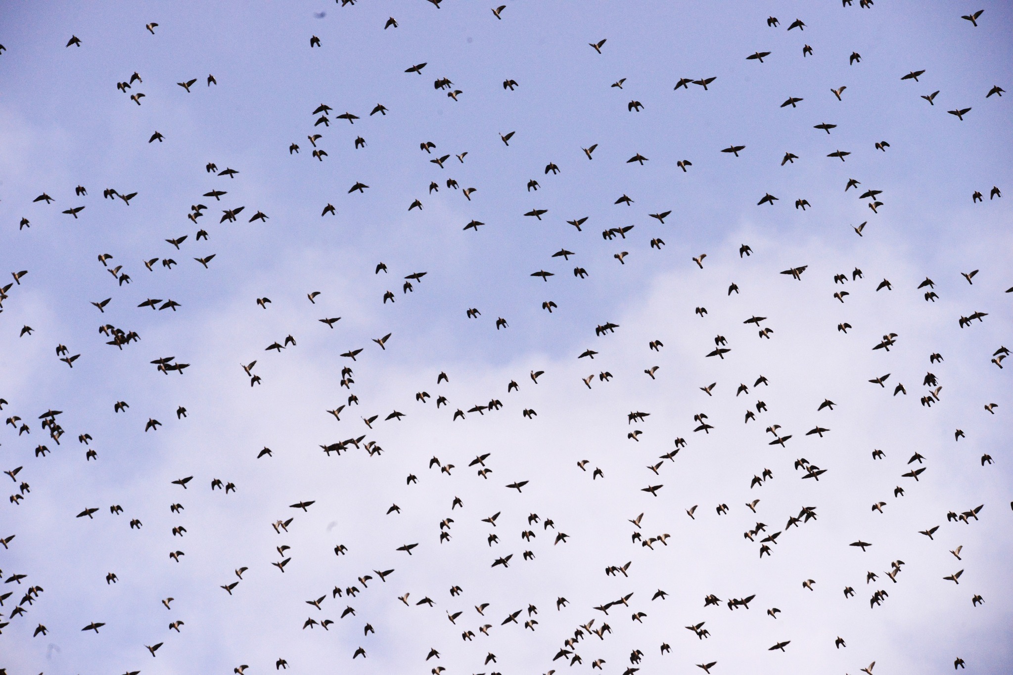 Plus de 2 millions d'oiseaux migrateurs comptabilisés en BFC !