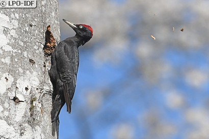 Découverte des oiseaux de l'Ile de Puteaux