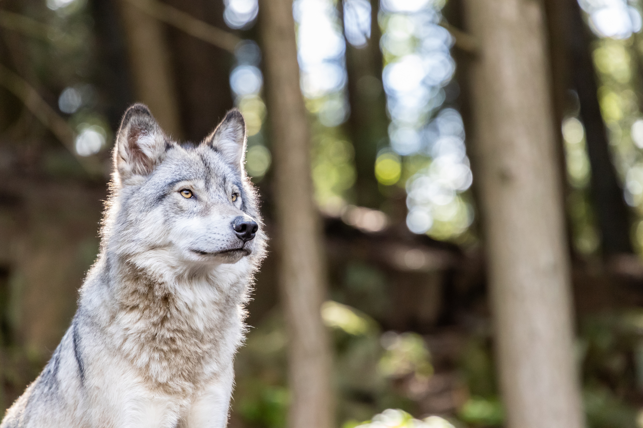 Baisse de la population de loups en France  : la déraison d'Etat, ça suffit !