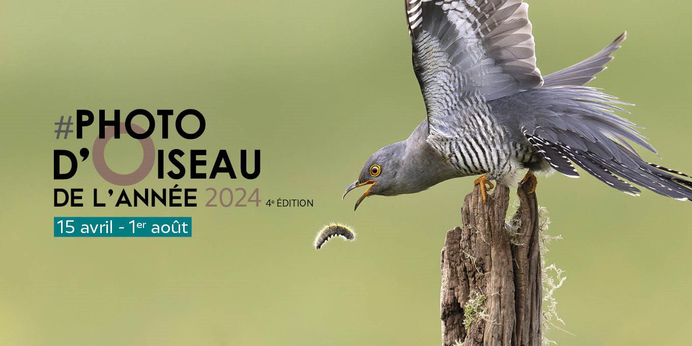 Photo d'Oiseau de l'Année 2024