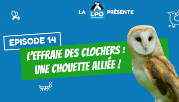 L'Effraie des clochers, une chouette alliée !