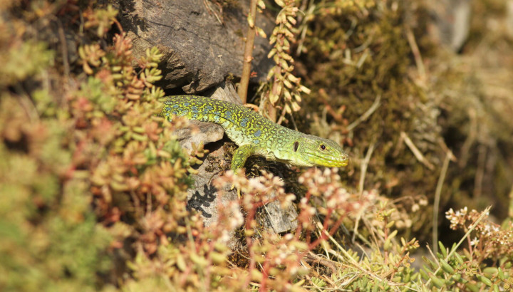 Dans le Cantal, la LPO se mobilise pour le Lézard ocellé, espèce patrimoniale à fort enjeu