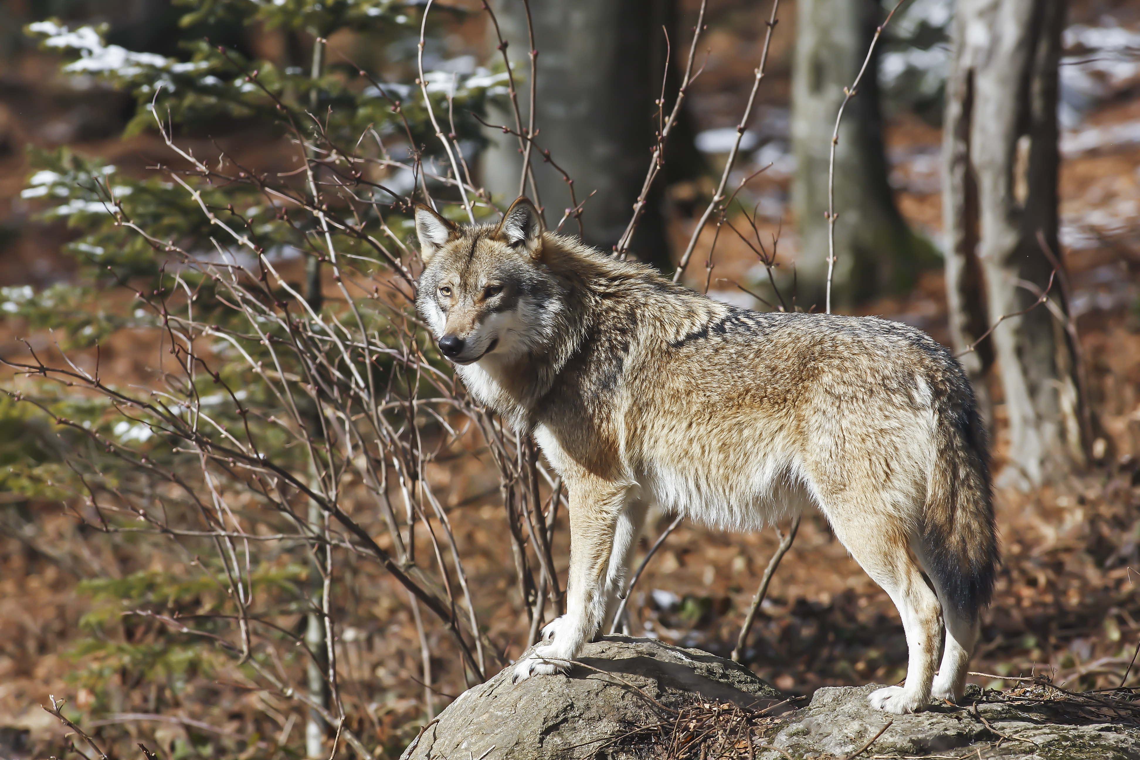 Première décision « écologique » de Michel Barnier : tuer plus de loups !