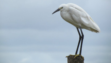 Aigrette garzette