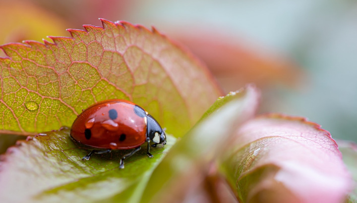 Le biocontrôle et son application au jardin