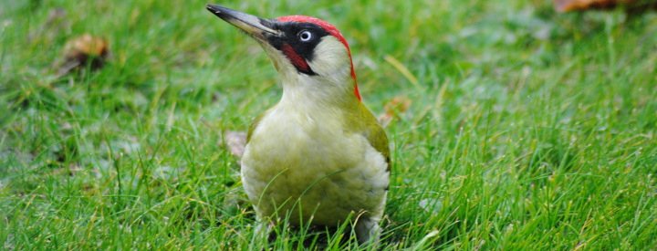 Cohabiter avec les pics - LPO (Ligue pour la Protection des Oiseaux) - Agir  pour la biodiversité