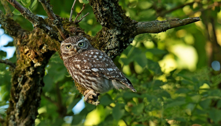 Oiseaux nicheurs en forêt de Rennes