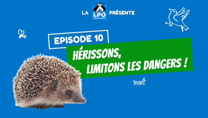 Hérissons, limitons les dangers !