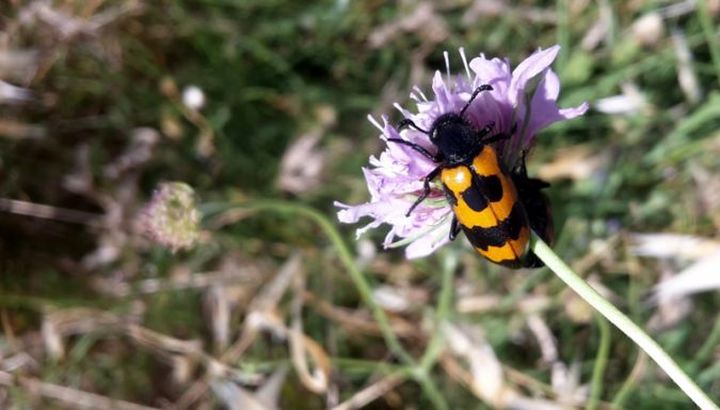 Carnet naturaliste et artistique des fleurs de la garrigue