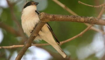 La LPO accuse des industriels de l’agrochimie d’avoir décimé les oiseaux des champs