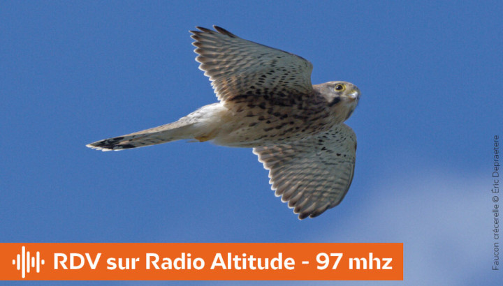 Sur les ailes des oiseaux… prenons de l’altitude