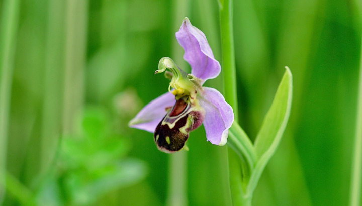 Prairies d'Olivet à Montgermont (35) : Des orchidées hors du commun