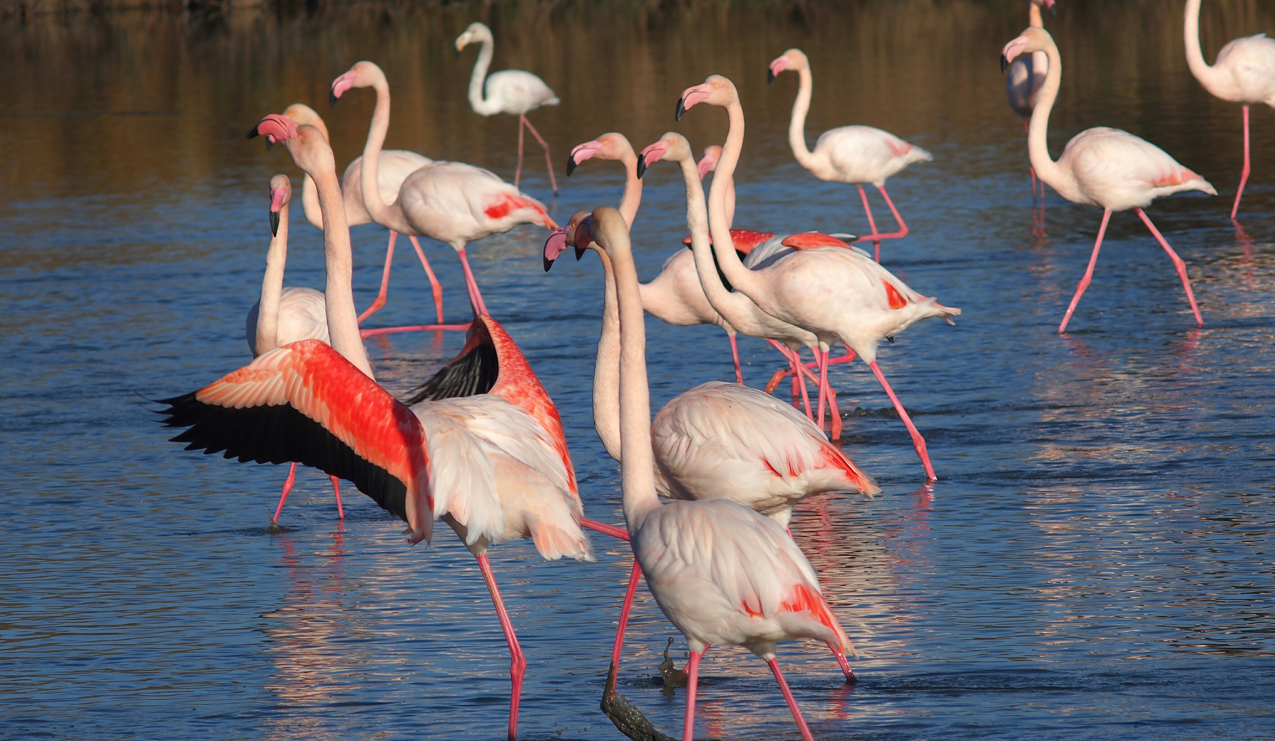 Flamant rose