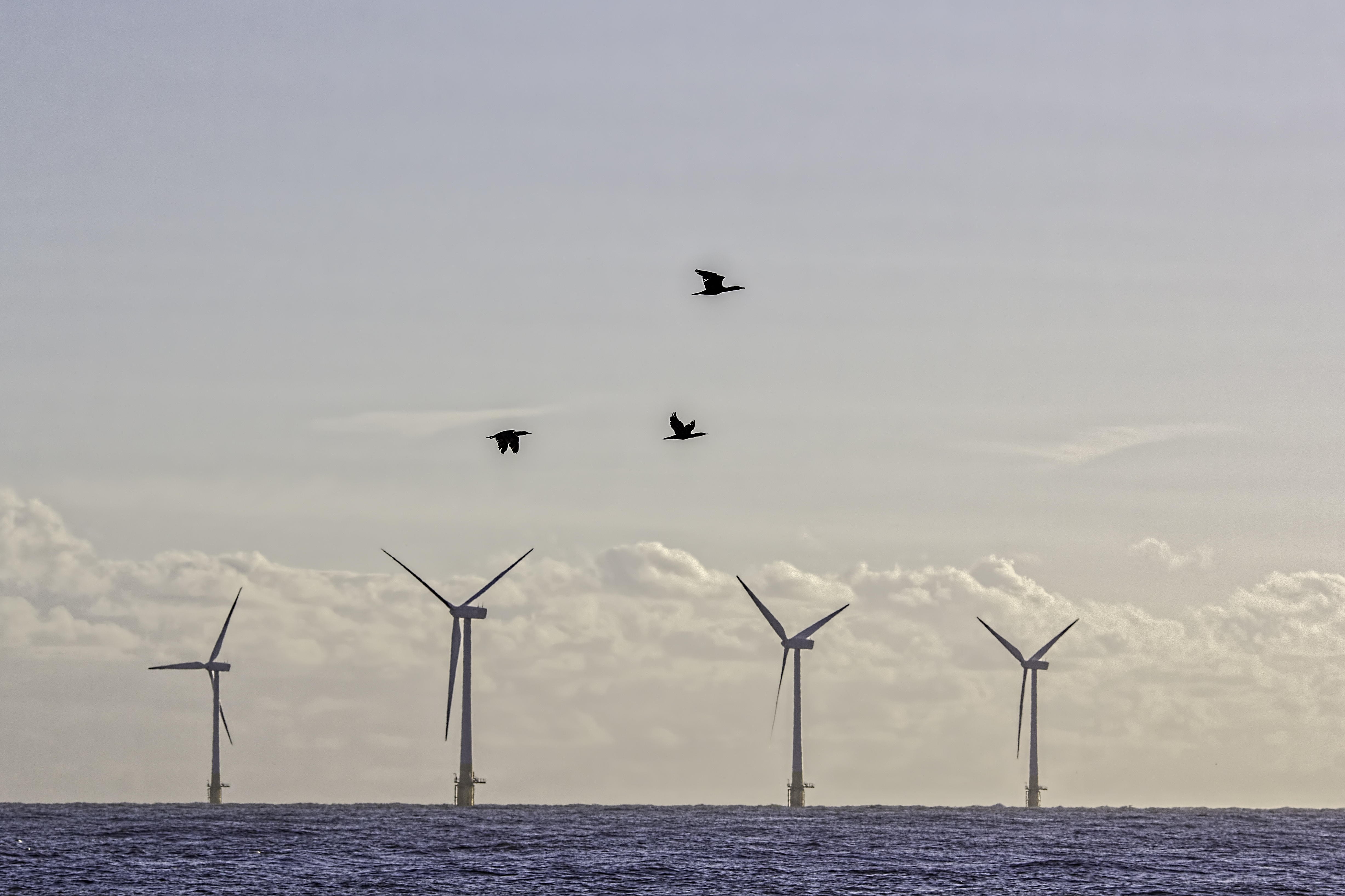 Eolien en mer : la LPO appelle à mieux préserver la biodiversité