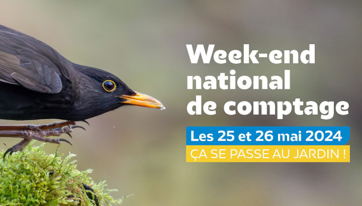 Les 25 et 26 mai 2024, c’est le comptage national des oiseaux des jardins