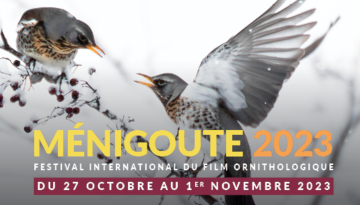 Bientôt le 39e Festival International du Film Ornithologique de Ménigoute (Deux-Sèvres)