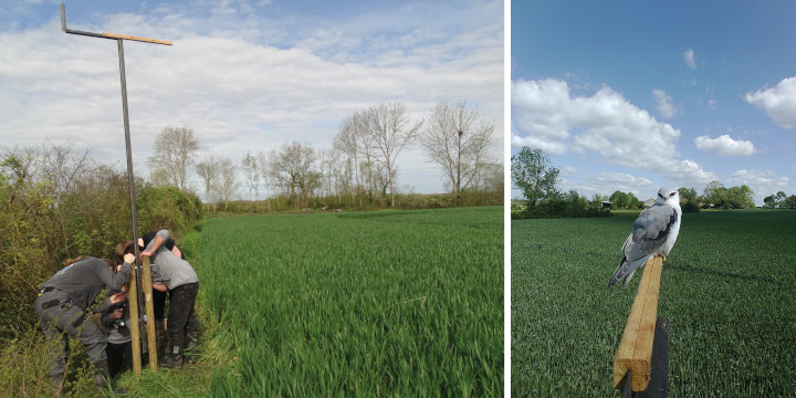 Projet participatif : Mieux connaître les rapaces des milieux agricoles