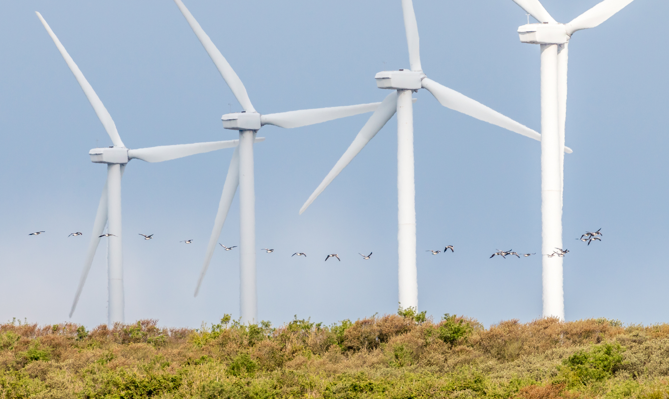 Le Conseil d’État tranche : la biodiversité avant les éoliennes