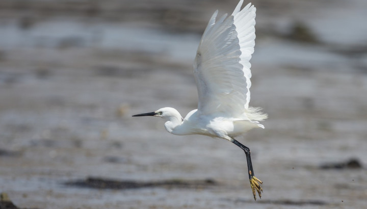 La Faune sauvage en images