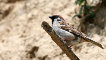 Moineau friquet