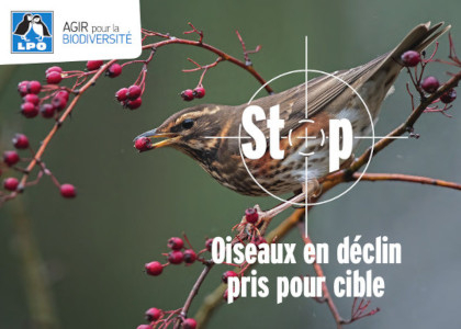 Oiseaux en déclin pris pour cible