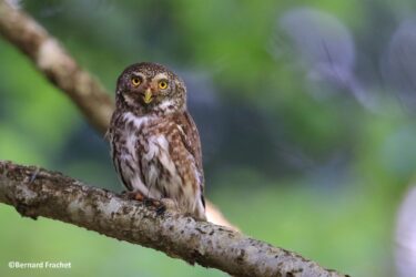 Suivi des petites chouettes de montagne dans la Drôme