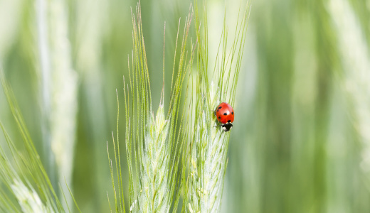 Projet Natural-Helpers