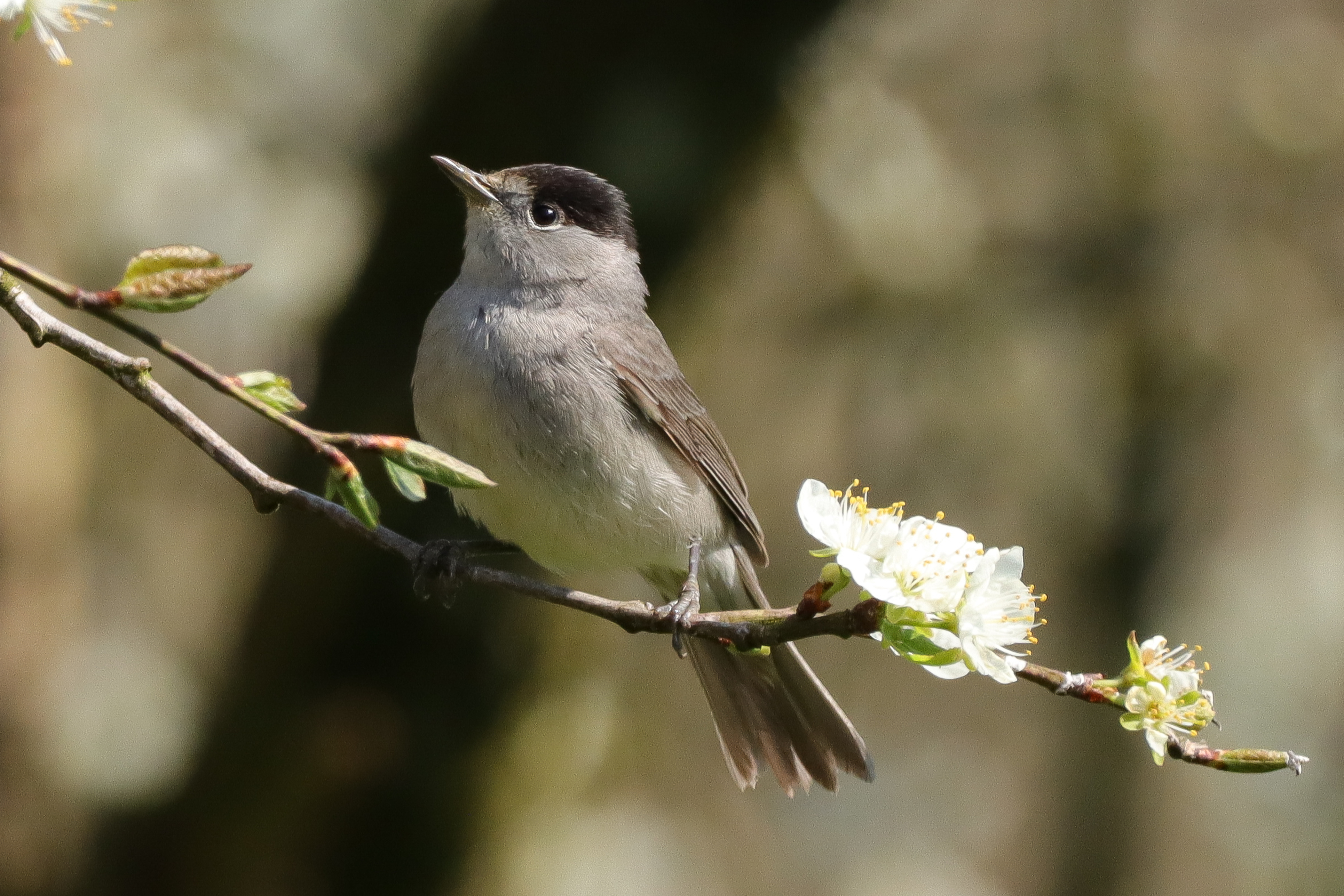 Nouvelles estimations des effectifs nicheurs pour les oiseaux communs en France