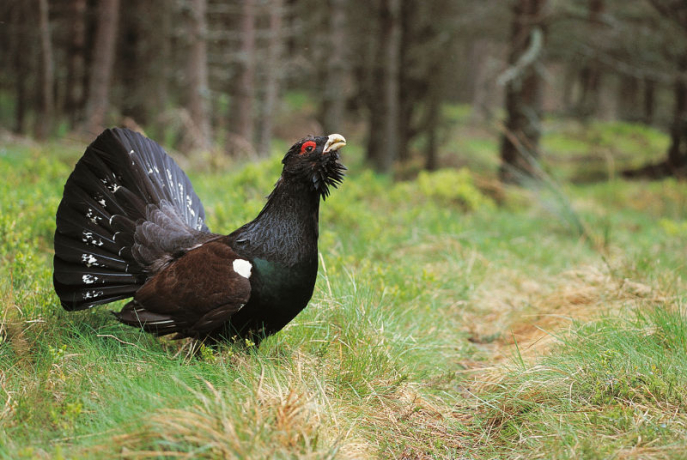 La chasse au Grand tétras interdite pour 5 ans