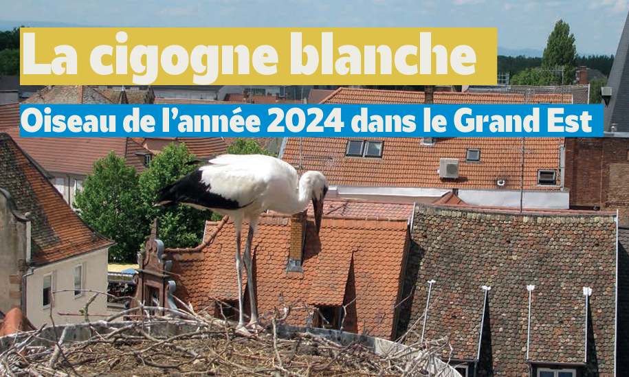 La Cigogne blanche : oiseau de l'année dans le Grand Est