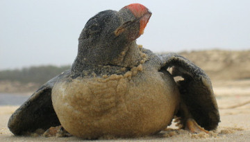 Échouage massif d’oiseaux marins : la LPO dresse le bilan