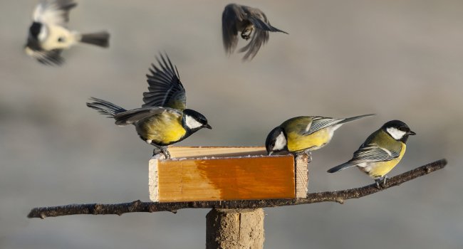 Mangeoire à oiseaux : comment nourrir les oiseaux de son jardin en hiver ?