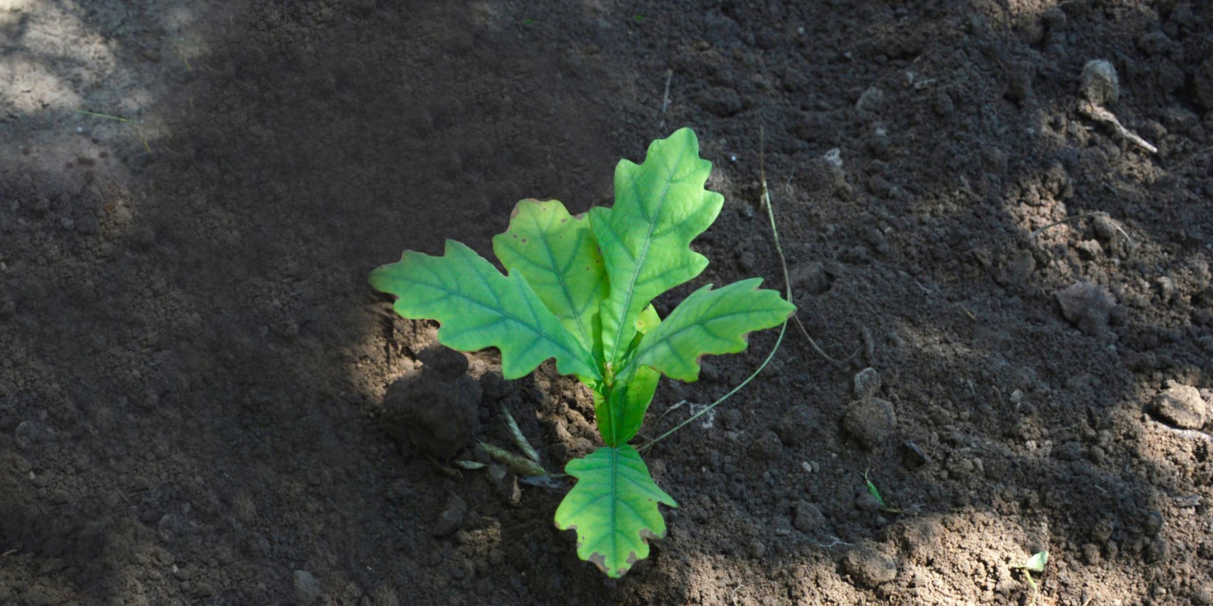 Jeune plant de chêne / istockphoto