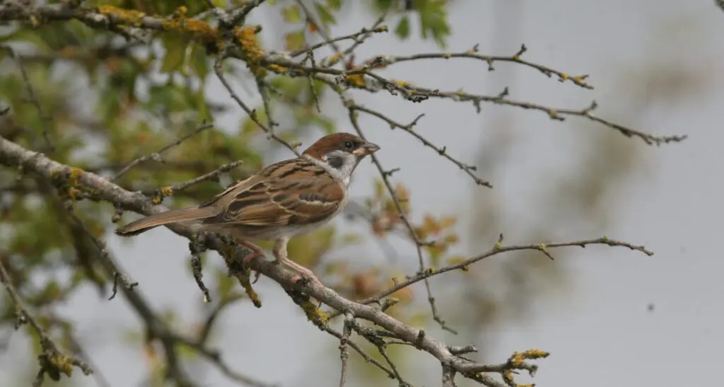 La disparition inquiétante des oiseaux des milieux agricoles