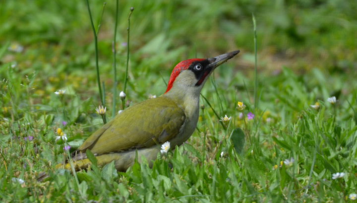 C'est le printemps pour les oiseaux forestiers !