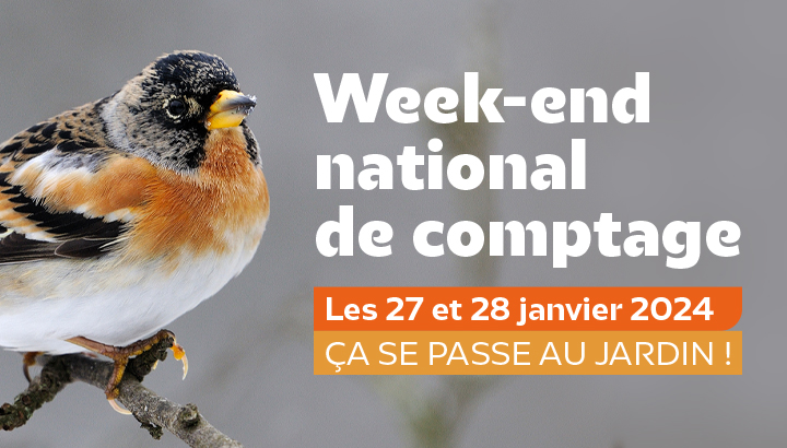 Les 27 et 28 janvier : tous aux aguets pour compter les oiseaux de nos jardins !