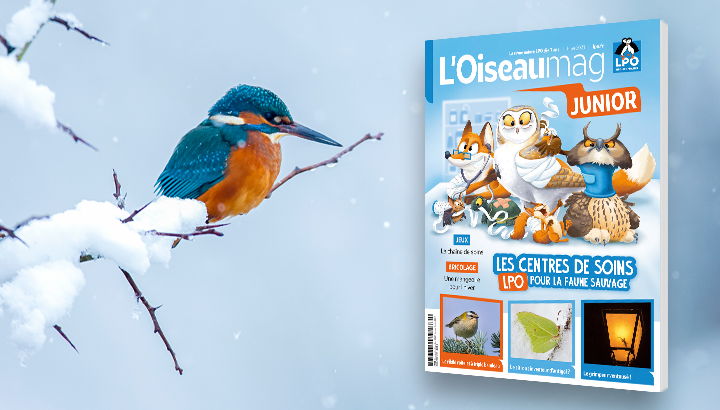 L'OISEAU MAG Junior n°53 - Hiver 2023 : Parution mi-décembre