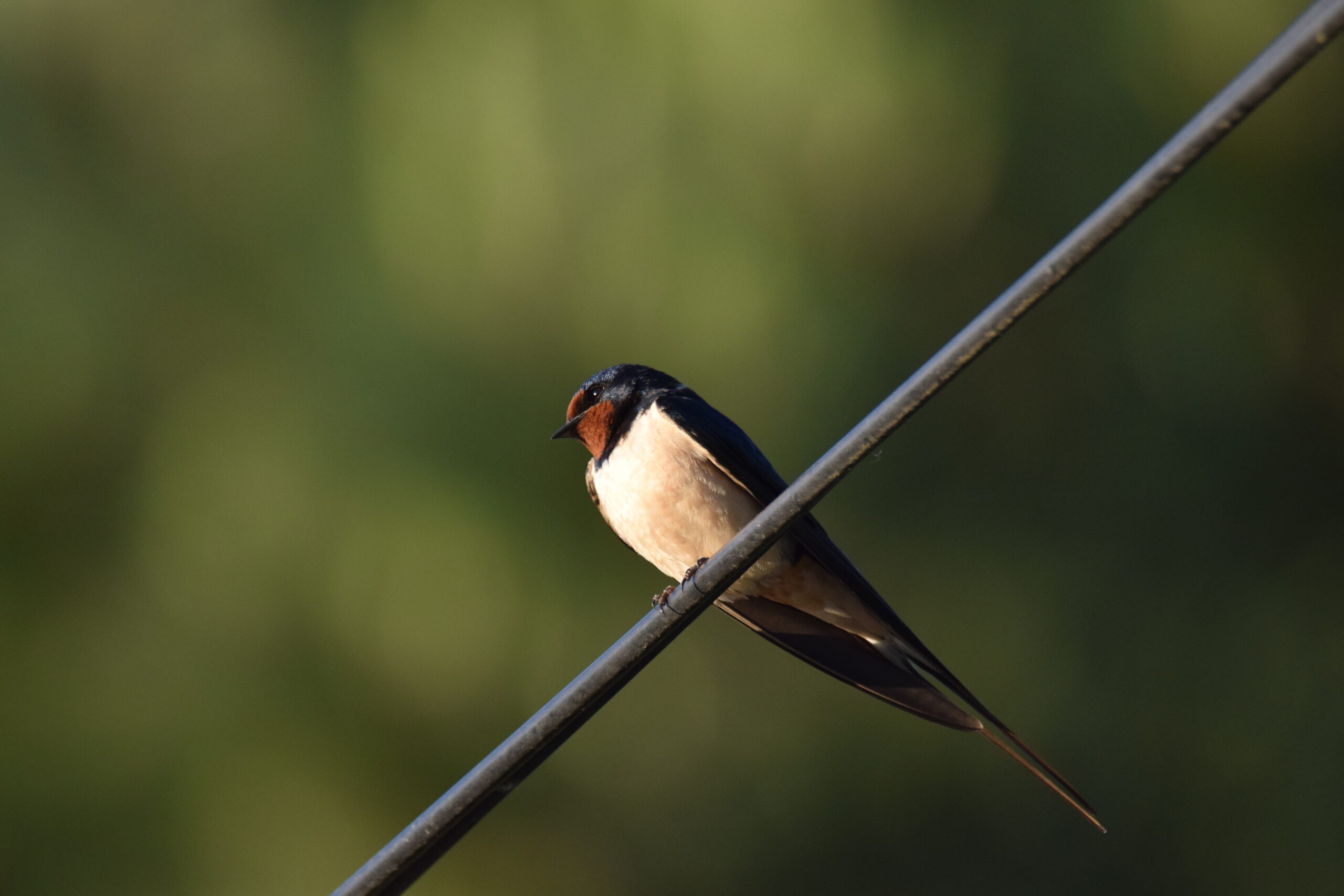 Hirondelle rustique ©Mélissa Monthouel