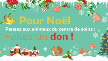 A Noël, les animaux du centre de soins ont aussi besoin de vous !