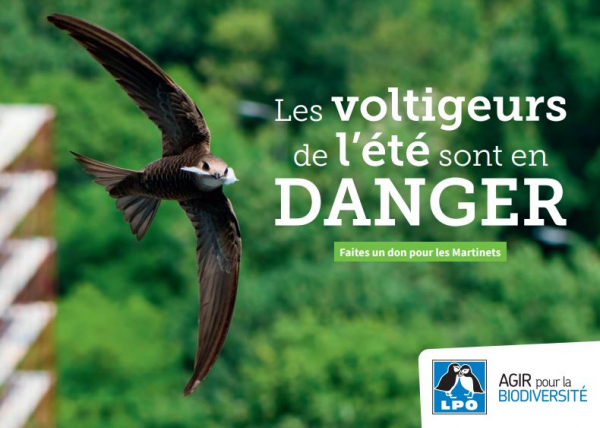 Les voltigeurs de l'été sont en danger