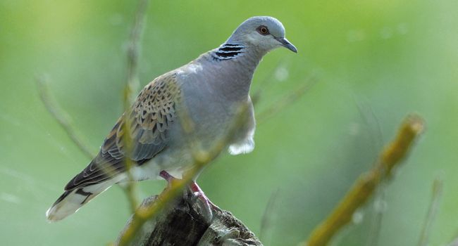 Fin de la chasse à la Tourterelle des bois en France